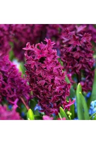 Woodstock Sümbül Hyacinthus Soğanı 3 Adet