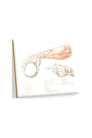 Cakasepetim İnsan Anatomisi El Kol Görseli Ahşap Mdf Tablo