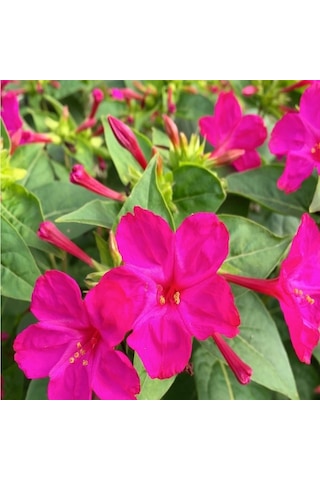 Violet Pink Akşam Sefası Çiçeği Tohumu 20 Tohum