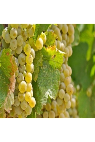 Tüplü Chardonnay Üzüm AsmaBağ Fidanı