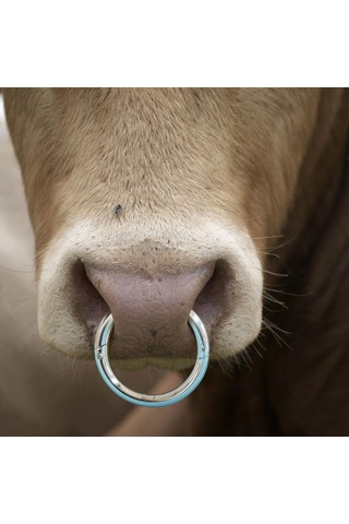 Homyl Çok İşlevli Sığır Burun Halkası Dayanıklı Çemberi