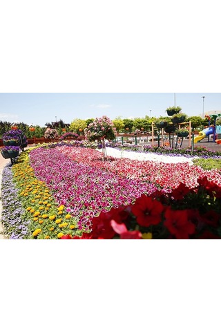 Karışık Çiçekler Tohumu 50 Adet 810 Çeşit Çiçek 4 Al 3 Öde