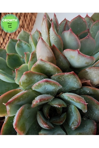 Echeveria Pink Edge 1 Adet