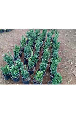 Taflan Çıtır 30-50 Cm