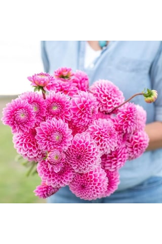 Büyük Çiçekli Pink Silvia Yıldız Dahlia Çiçeği Soğanı Yumrusu 1 Adet