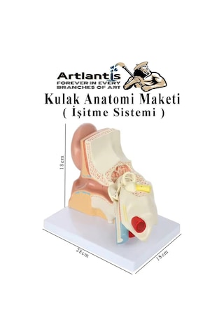 Kulak Anatomisi Modeli 1 Adet İnsan İşitme Sistemi Ses Anatomik Modeli Deney Bilim Tıbbi Model Kulak Maketi Masaüstü
