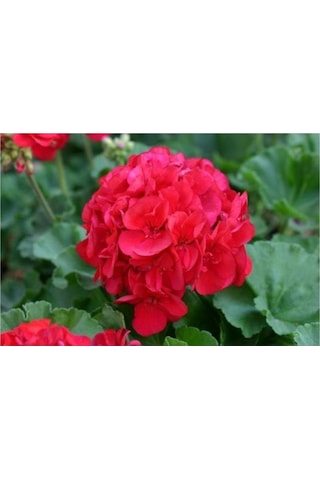Sardunya Fidanı Kırmızı Çiçekli 10-20 Cm