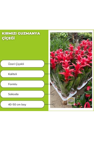 Kırmızı Guzmanya Çiçeği