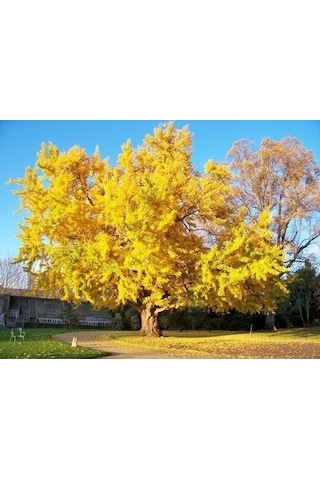 2 Yaş Ginkgo Biloba Mabet Ağacı Fidanı