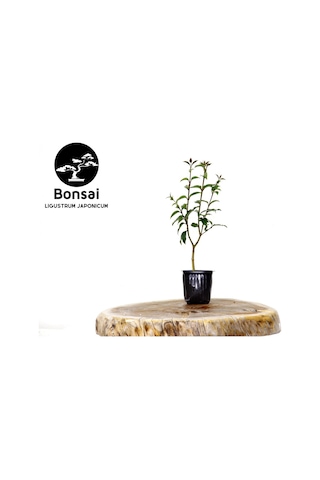 Bonsai Ligustrum Japonicum - Hediyelik 25-30 Cm