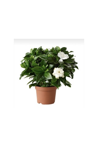 Videolu 1 Adet Hoş Kokulu Gardenya Çiçeği Ofis Bitkisi 25-35 Cm Saksılı Iç Mekan Bitki Gardenia