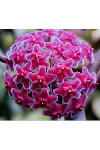 Hoya Carnosa Red  120-150 CM Kokulu Mum Çiçeği Bitkisi Kırmızı İnci