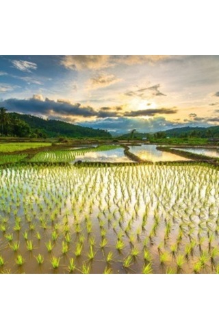 Tosya Akçeltik Pirinç 2,5 Kg