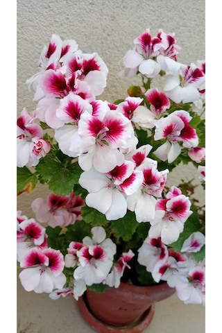 Ceylan Gözlü Sardunya Fide Kırmızı Beyaz 10-20 Cm