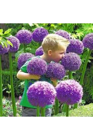 Camtohum Dev Mor Allium Tohumu Ekim Seti 3 Tohum + Saksı + Toprak + Hediye