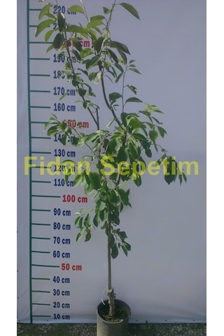 4 Yaş Kütahya Vişne Fidanı *Yarı Bodur*