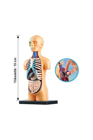 Minyatür İnsan Gövdesi 7 Parça Takılabilir Organ Anatomisi Vücut Tanıma Eğitim Seti 15 Cm