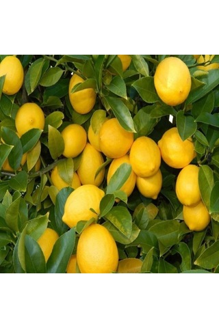 Yediveren Limon Tohumu 3 Tohum
