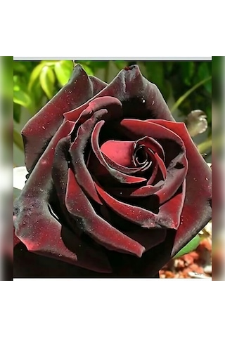 Kırmızı Kadife Gül Koyu 50-80 Cm