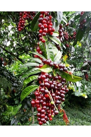 Karayemiş Fidanı 2 Yaş Prunus Laurocerasus Meyve Veren Dayanı