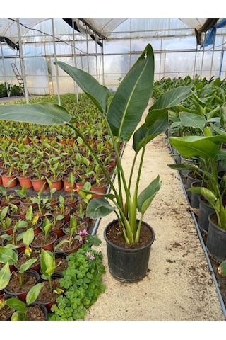 Canlı Straliçe Cennet Kuşu Bitkisi 100 150 Cm 2 Köklü, Büyük Boy Salon Bitkisi Strelitzia