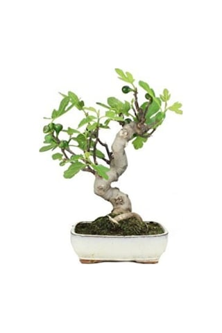 Bonsai Yeşil Incir Ağacı Tohumu 5 Adet Tohum