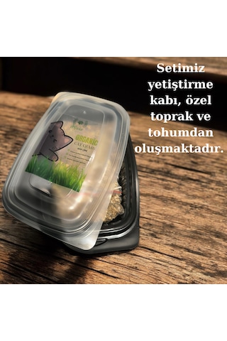 Agviv Kedi Çimi Yetiştirme Seti Doğal