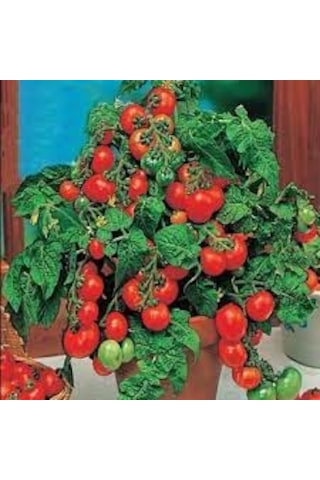 25 Adet Tohum Nadir Saksılık Çeri Domates Tohumu Çeri Saksı Topra