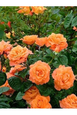 Somon Kayısı Yediveren Sarmaşık Gül Fidanı 15-25 CM