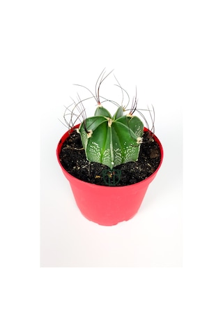 Astrophytum Capricorne Beyaz Benekli Özel Tür Kaktüs Keçi Boynuzukaktüsü 8.5 CM Kırmızı Saksıda