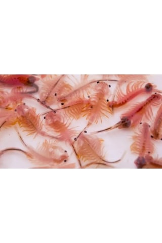 Revive Artemia Cyst Akvaryum Ve Canlı Balık Yemi 2 Kg