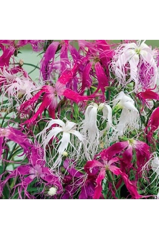 Dianthus Superbus Red Bol Kokulu Karanfil Çiçeği Tohumu 100 Adet