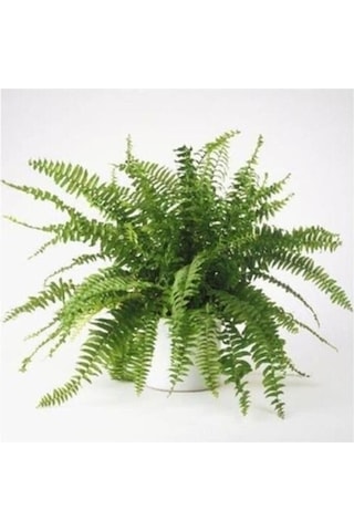 Love Stairs Seedling Aşk Merdiveni Fidanı Fujer Nephrolepis 10-20 Cm