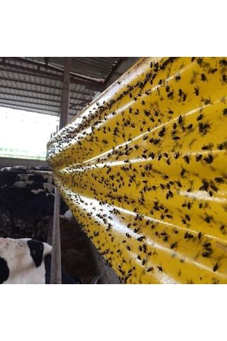 Karasinek Tuzagı Sinbant.Yapışkanlı Sarı Bant.30Cmx100 Metre