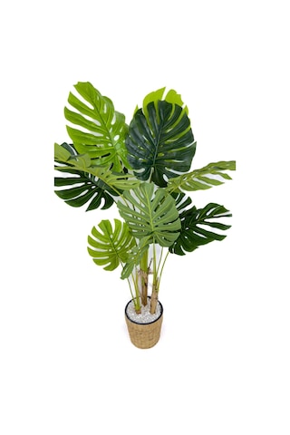 Biçiçek Yapay Monstera Ağacı Deve Tabani 150 Cm Su Sümbülü Hasir Saksıda