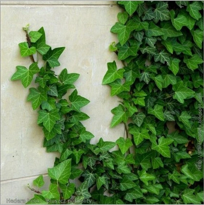 Duvar Sarmaşığı Hedera Helix Kaya Sarmaşığı Fidanı 10-20 Cm