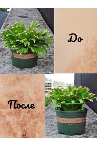 Catalea Family Bitki Destek Yuvarlak 8 Katmanlı 221270856