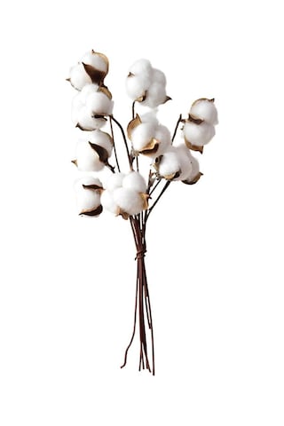 Doğal Pamuk Çiçeği Tekli Dal Kuru Yapay Çiçek 30 CM 10 'lu