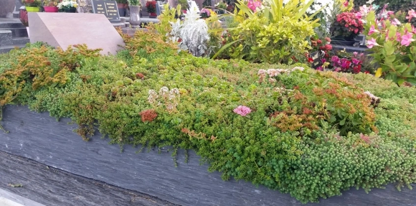 Mezar - Kabir Sedum Bitki Seti - 90 Adet 2 Çeşit Kurakçıl Bitki