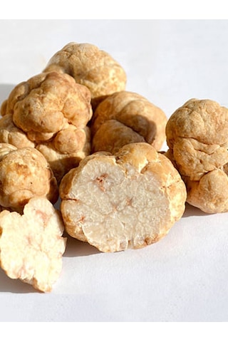 Beyaz Trüf Mantarı Tuber Magnatum Tohumu 500 Gr