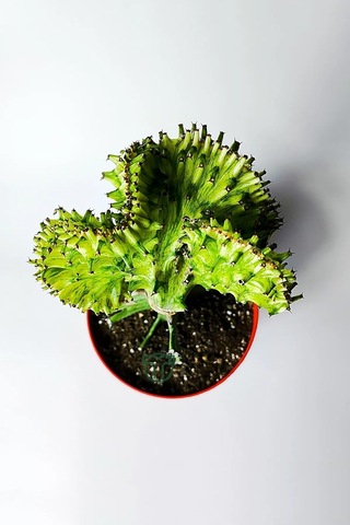 Tr Euphorbia Cristata Variegata Koleksiyon Kaktüs Canlı Bitki