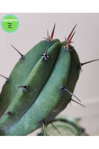 Blue Myrtillocactus 1 Adet
