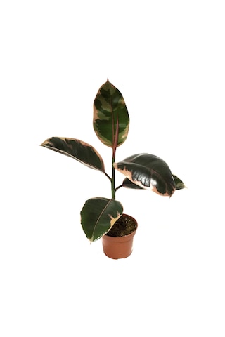 Ficus Elastica 'Belize' (Kauçuk Çiçeği) Ø12 CM 30-35 CM