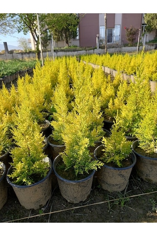 (8 Adet) Üreticiden Limon Çamı, Limon Servi, +40 Cm. Üzerinde,