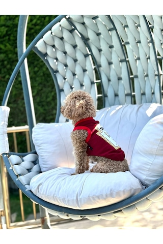 Köpek Atlet Barbeque Souce Yeni