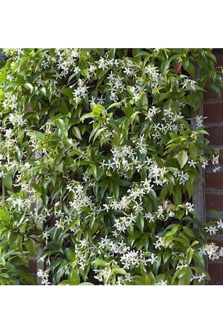 Rhyncospermum Jasminoides Arap Yasemini Yasemin Fidanı