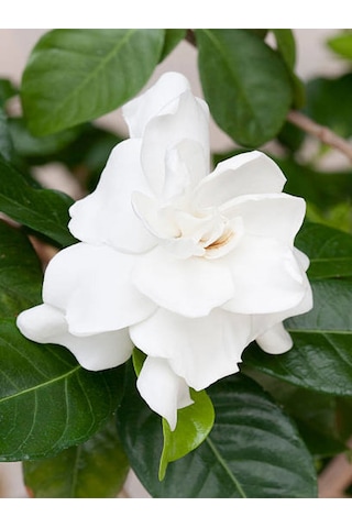 Videolu Kokulu Anne Hediyesi 1 Adet Gardenya Çiçeği Saksılı 30-45cm Gardenia Flower