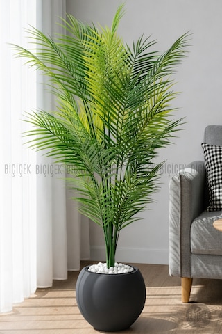 Biçiçek Areka Ağaci 24 Yapraklı 130 Cm Antresi̇t Küre Saksıda