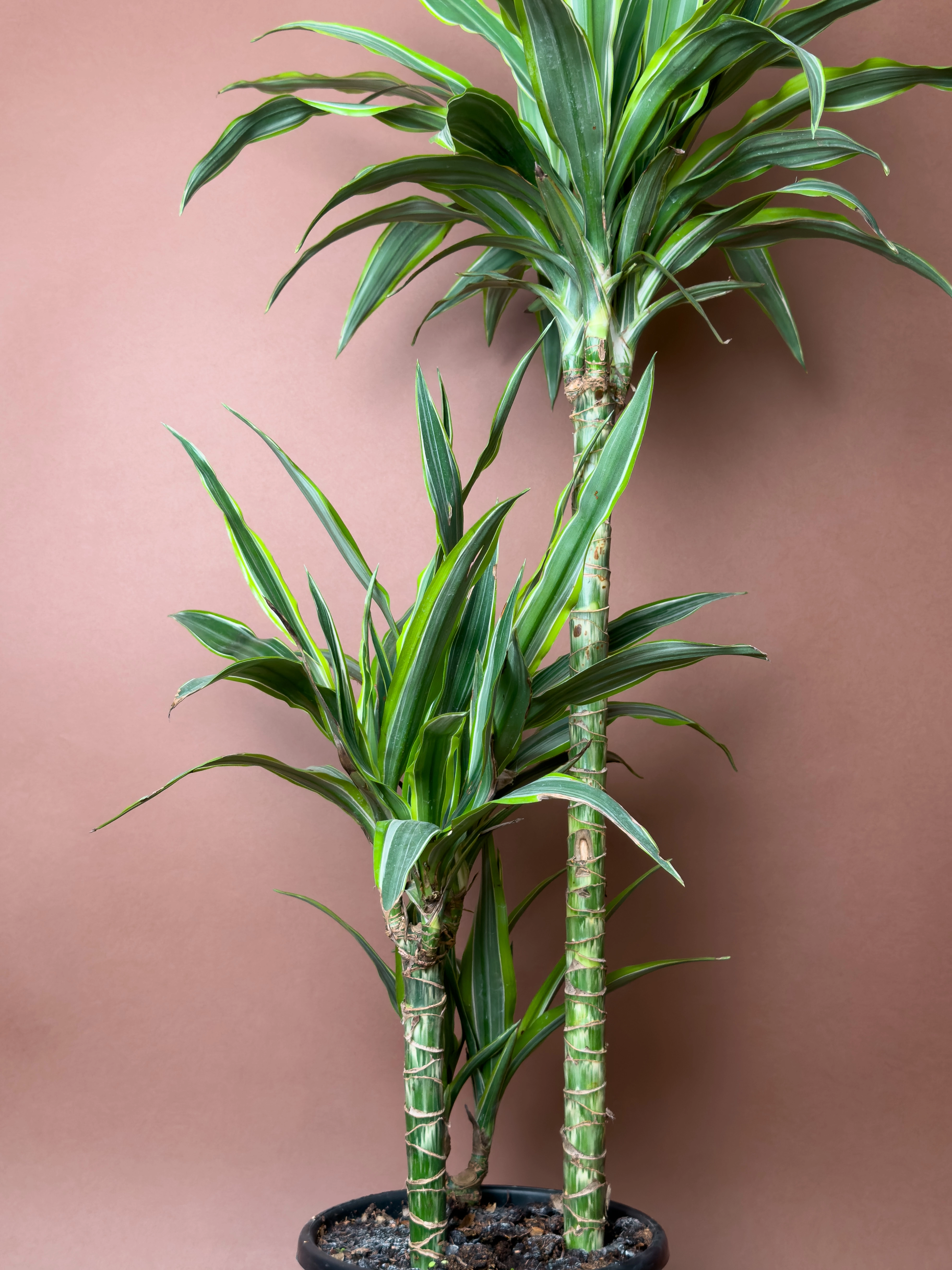 Drasena Dracaena Fragrans Lemon Lime 90 Cm Çoklu Gövdeli Form
