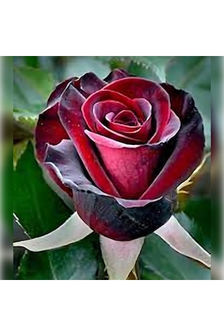 Kırmızı Kadife Gül Koyu 50-80 Cm